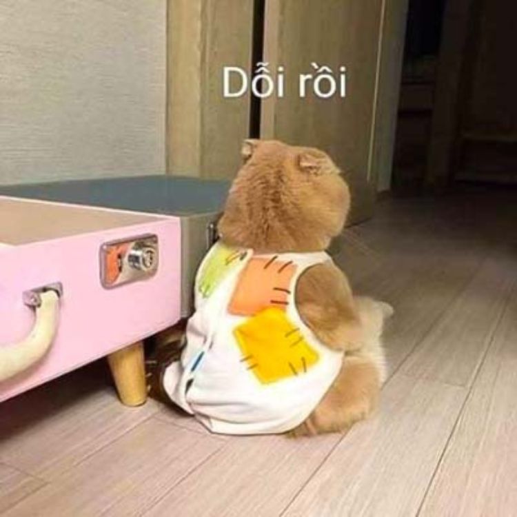 Meme mèo bựa ra đời như thế nào?