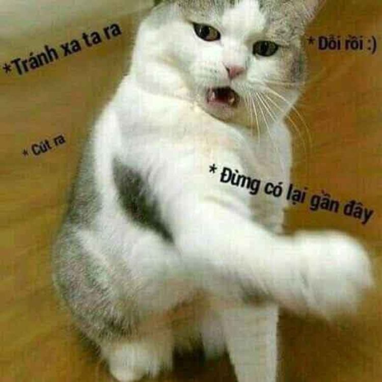 Meme mèo dỗi