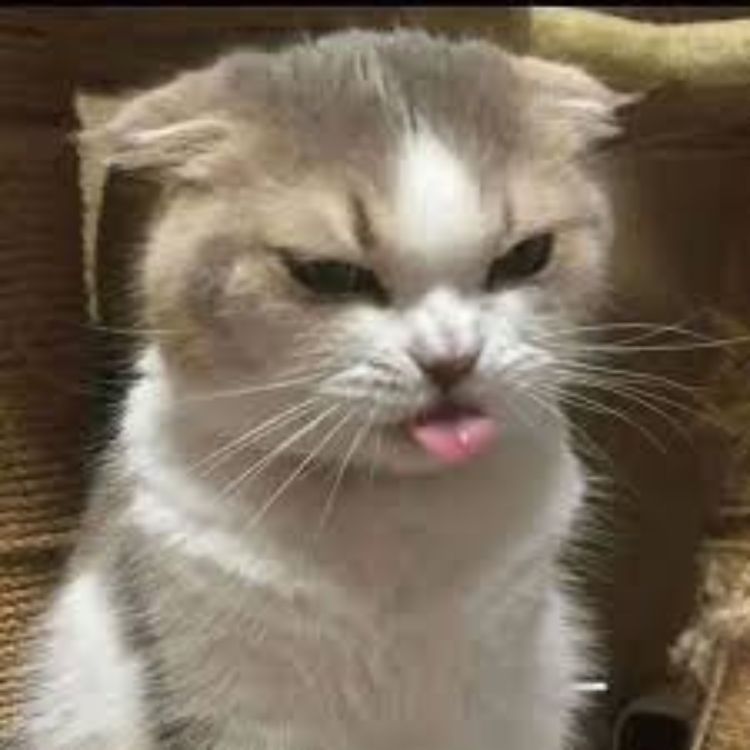 Meme mèo bựa dỗi