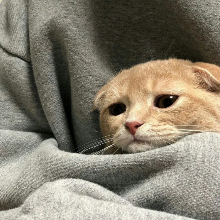 Meme mèo bựa ra đời như thế nào?