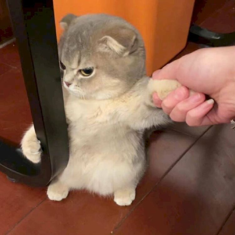 Meme mèo bựa dỗi