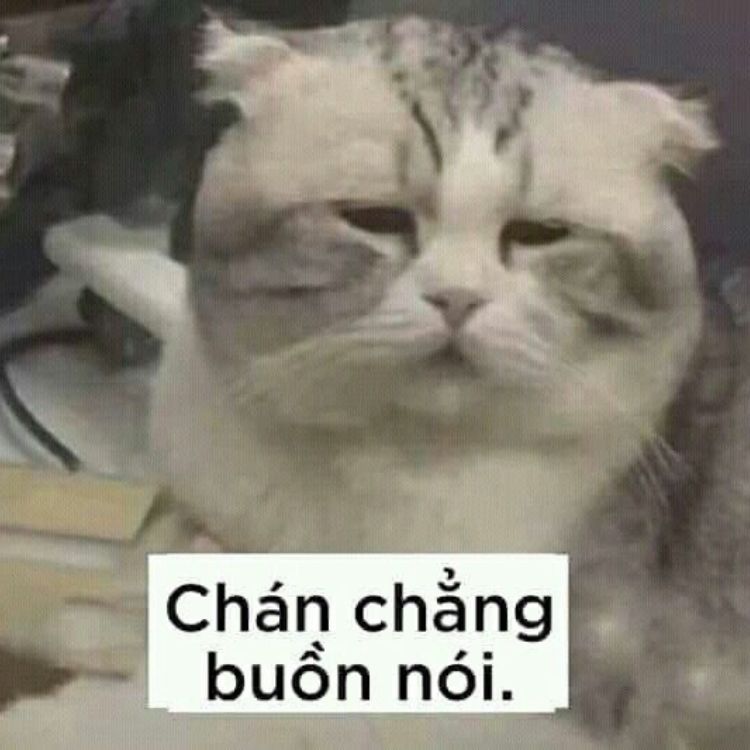 Meme mèo buồn
