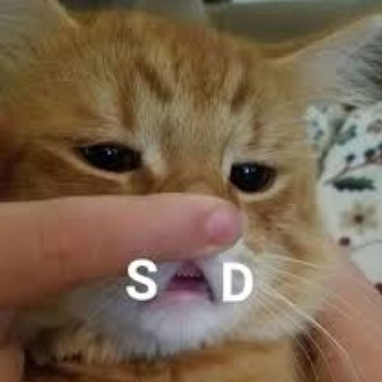 Meme mèo buồn