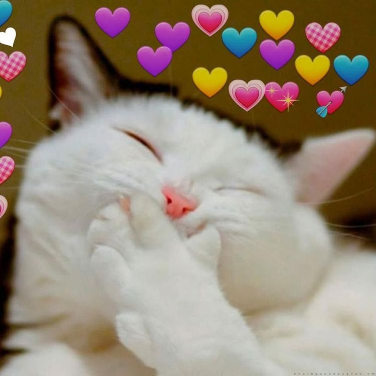 Meme mèo bựa cute