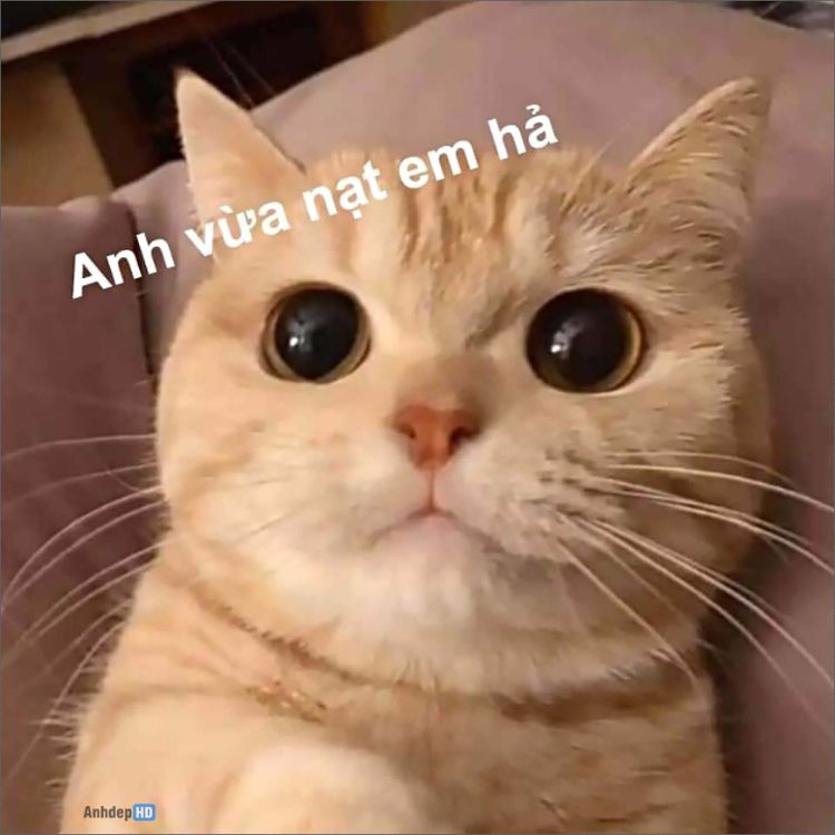 Meme mèo cute