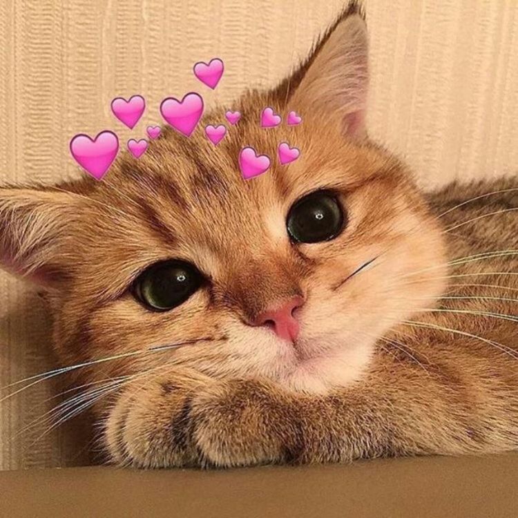 Meme mèo cute