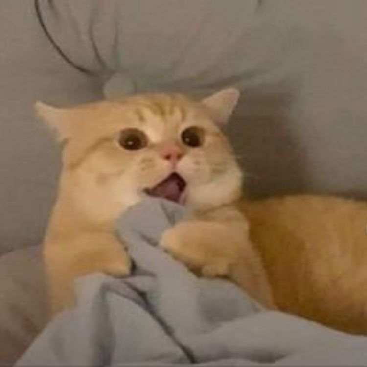 Meme mèo cute