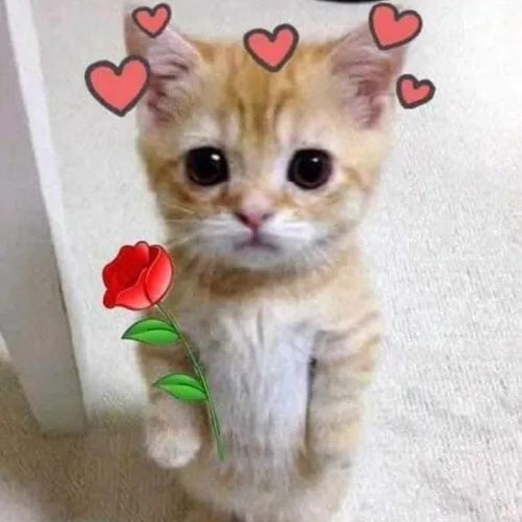 Meme mèo cute