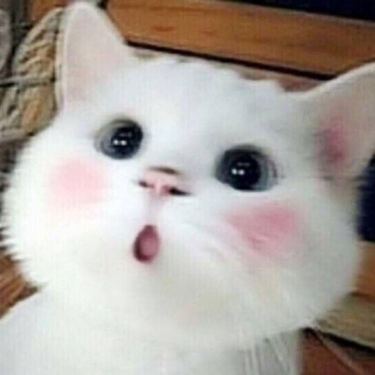 Meme mèo cute