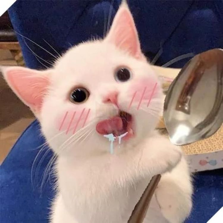 Meme mèo cute