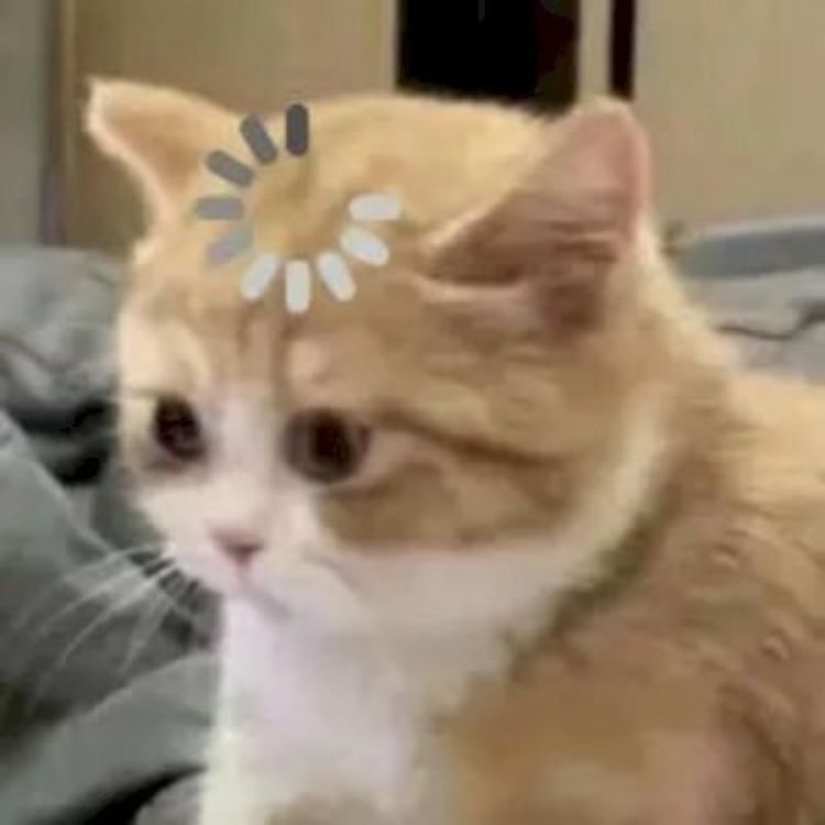 Meme mèo cute