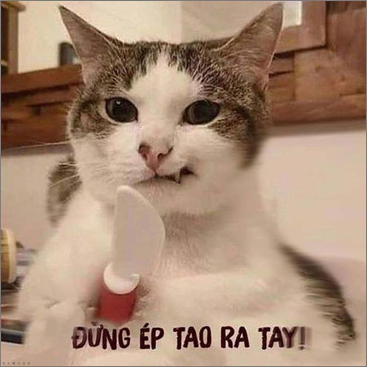 Meme mèo bựa cầm dao