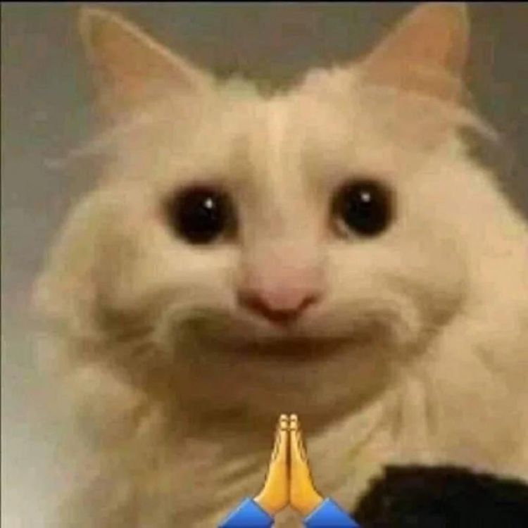 Meme mèo cười
