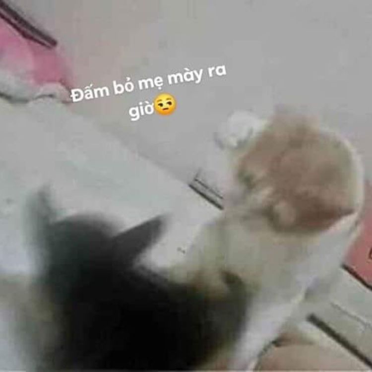 Meme mèo bựa đánh nhau