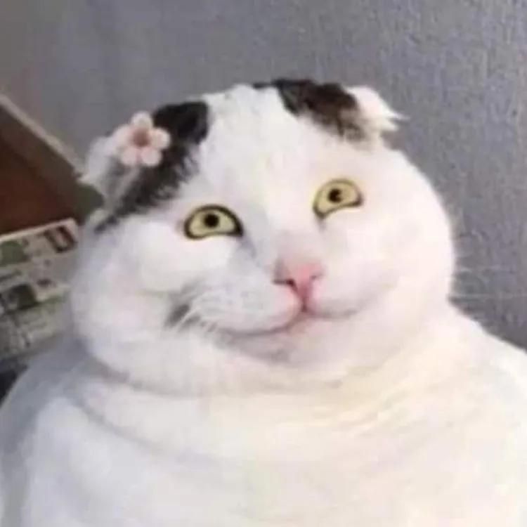Meme mèo cười