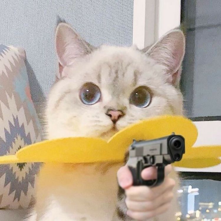 Lưu ngay 99 meme mèo bựa giúp bạn nói chuyện cực cuốn