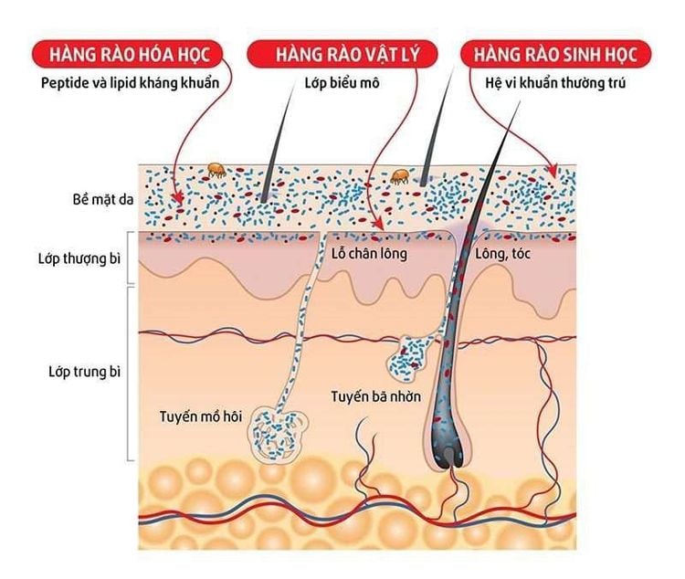 Da có chức năng bảo vệ cơ thể khỏi lạnh hoặc nhiệt