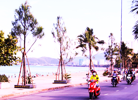 Thông Caribe có hợp với Nha Trang?