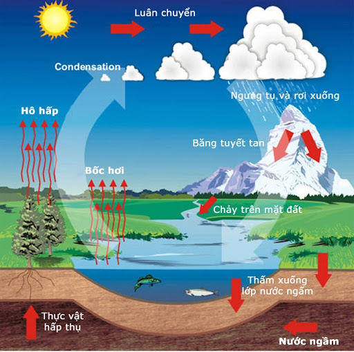 Chu trình nước - Chu trình sinh địa hóa
