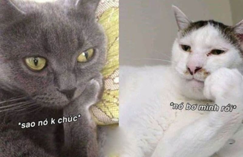 Meme động vật