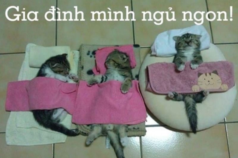 Meme động vật