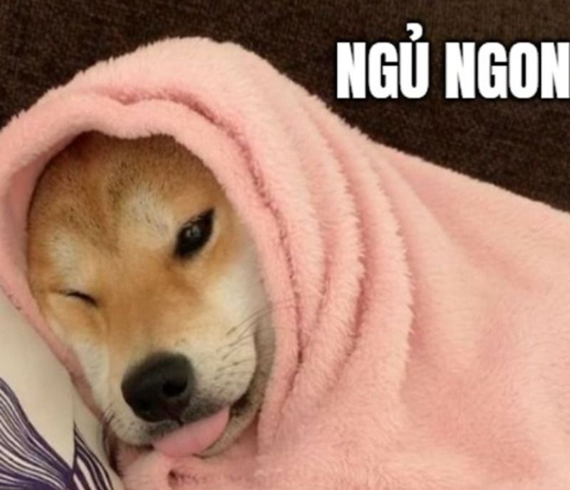 Meme động vật