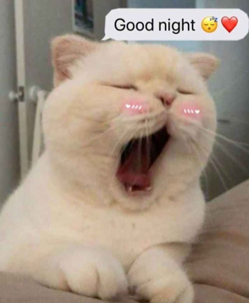 Meme dễ thương