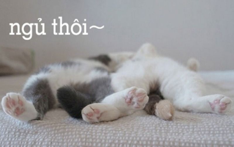 Meme dễ thương