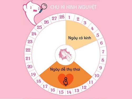 Hiện tượng rụng trứng thường xảy ra trong khoảng từ ngày 11 đến ngày 21 của chu kỳ kinh nguyệt.