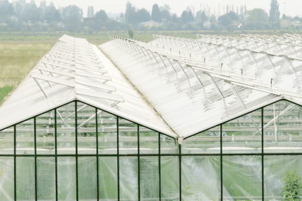 5 kiểu mô hình nhà kính phổ biến và cách sử dụng dây nhà kính hỗ trợ mô hình