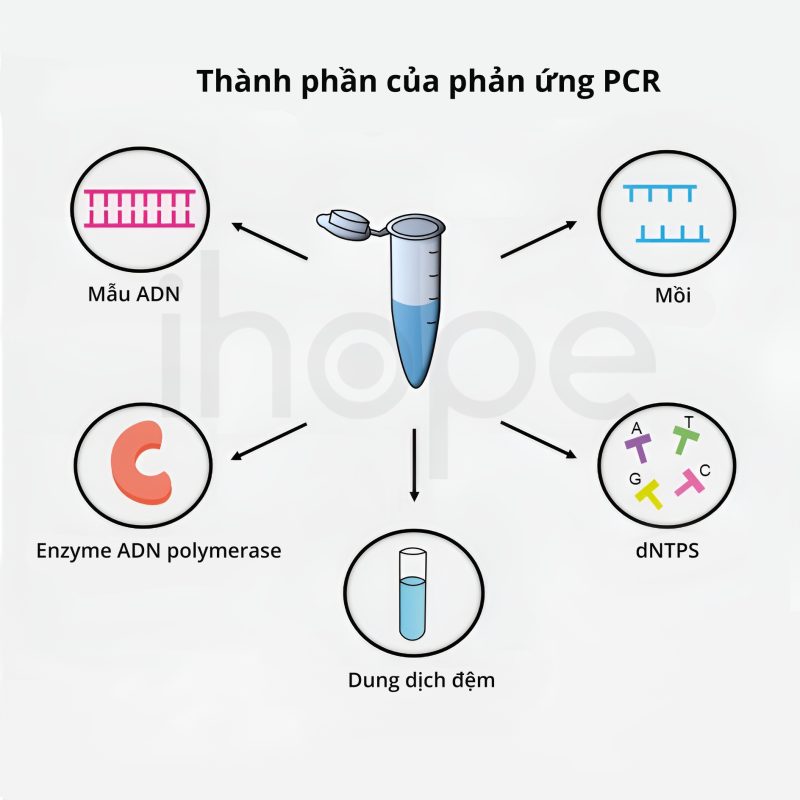 Kĩ thuật PCR – Nguyên lí và ứng dụng trong thực tiễn