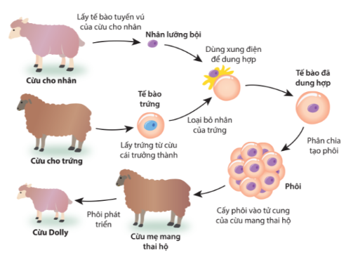 Khám phá công nghệ tế bào và ứng dụng thực tiễn 4