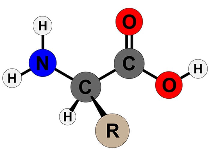 Amino axit là gì? Công thức các amino axit cần nhớ