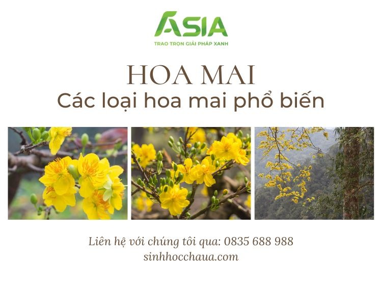 Đặc điểm các loại hoa mai phổ biến