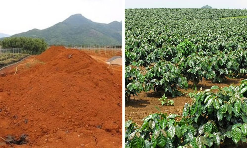 Đất feralit trồng cây gì? Danh sách cây trồng phù hợp nhất