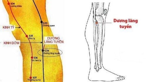 Tác dụng và cách xác định huyệt dương lăng tuyền