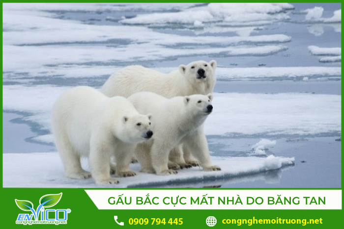 Băng tan làm mất đi môi trường sống của gấu bắc cực 