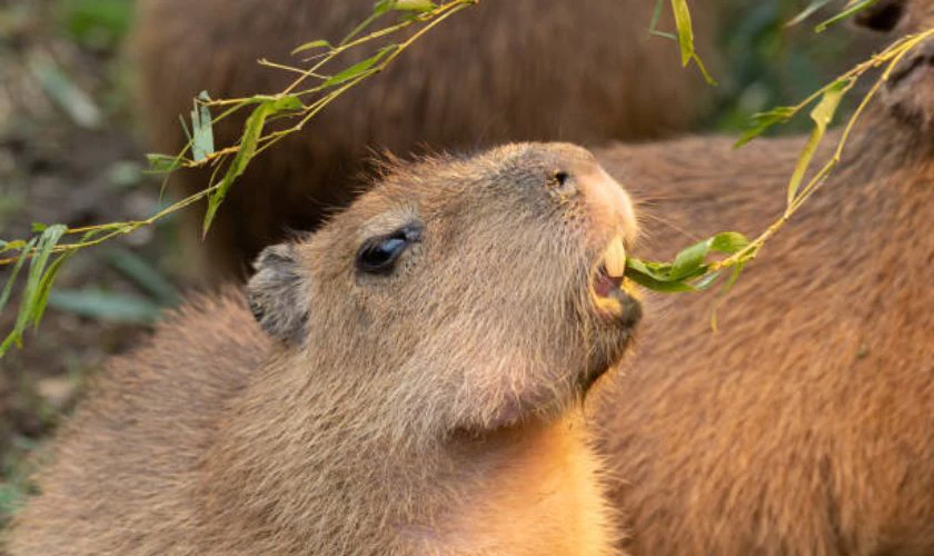 Capybara vô tri
