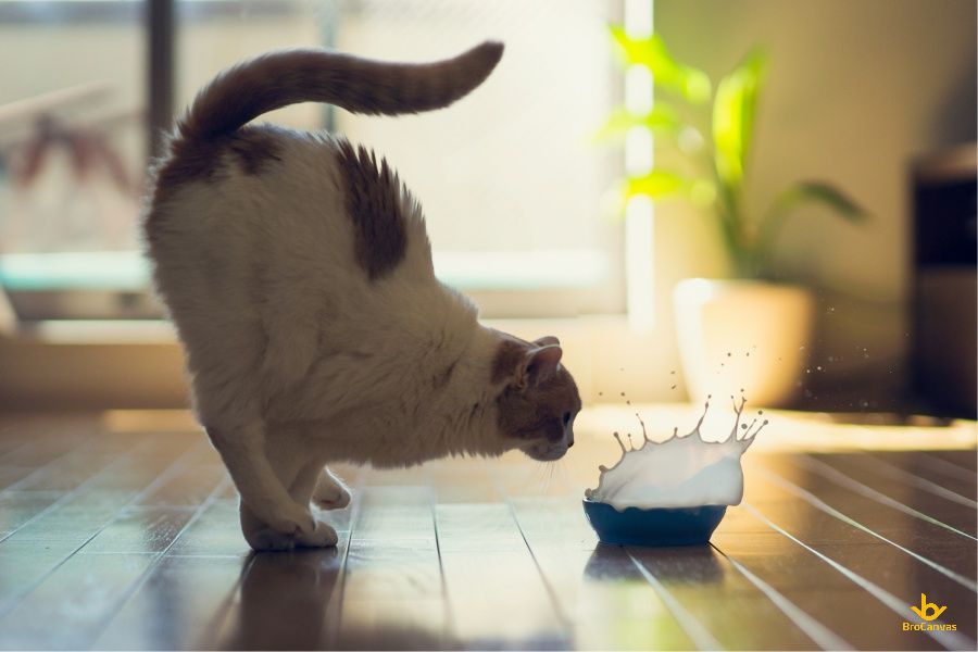 Hình ảnh Chú Mèo Uống Sữa