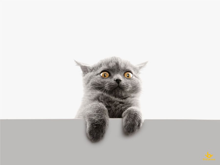 ảnh Chú Mèo Ngạc Nhiên