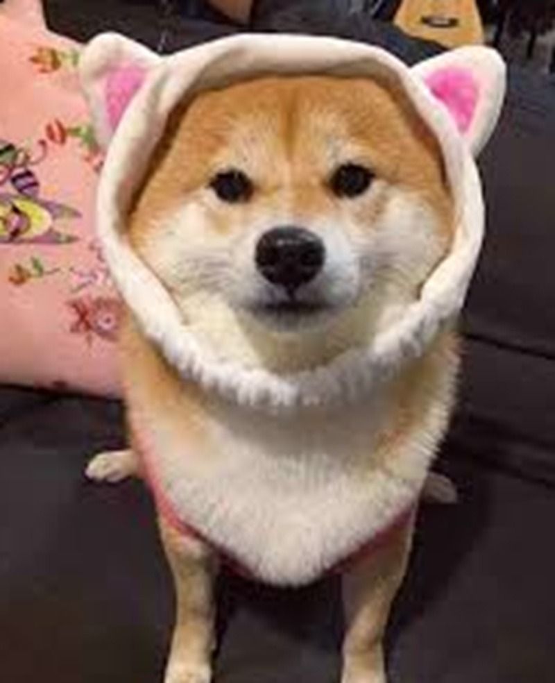 Ảnh chó meme cute, dễ thương