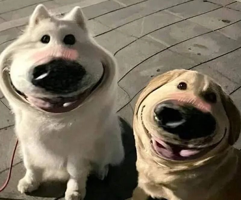 Ảnh chó meme cute, dễ thương