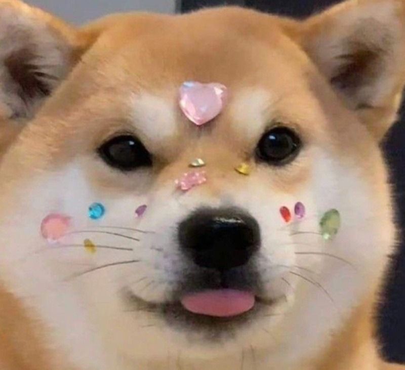 Ảnh chó meme cute, dễ thương