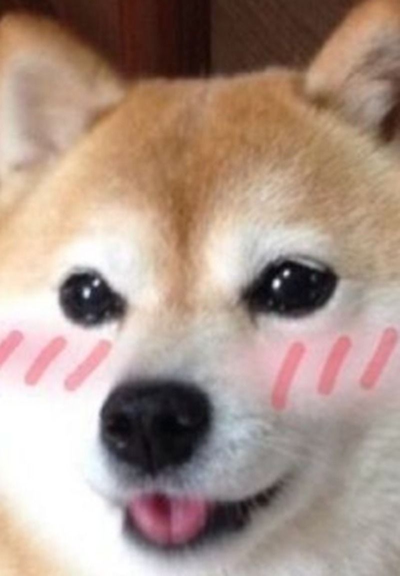 Ảnh chó meme cute, dễ thương
