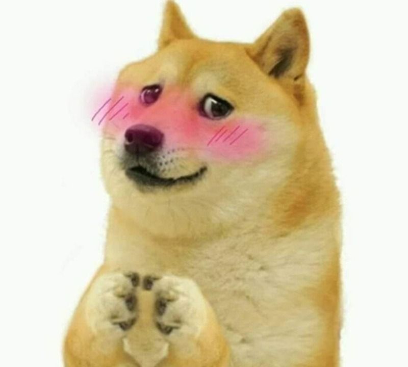 Ảnh chó meme cute, dễ thương