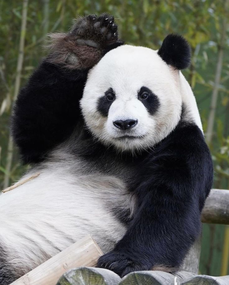 hình nền gấu trúc ngầu