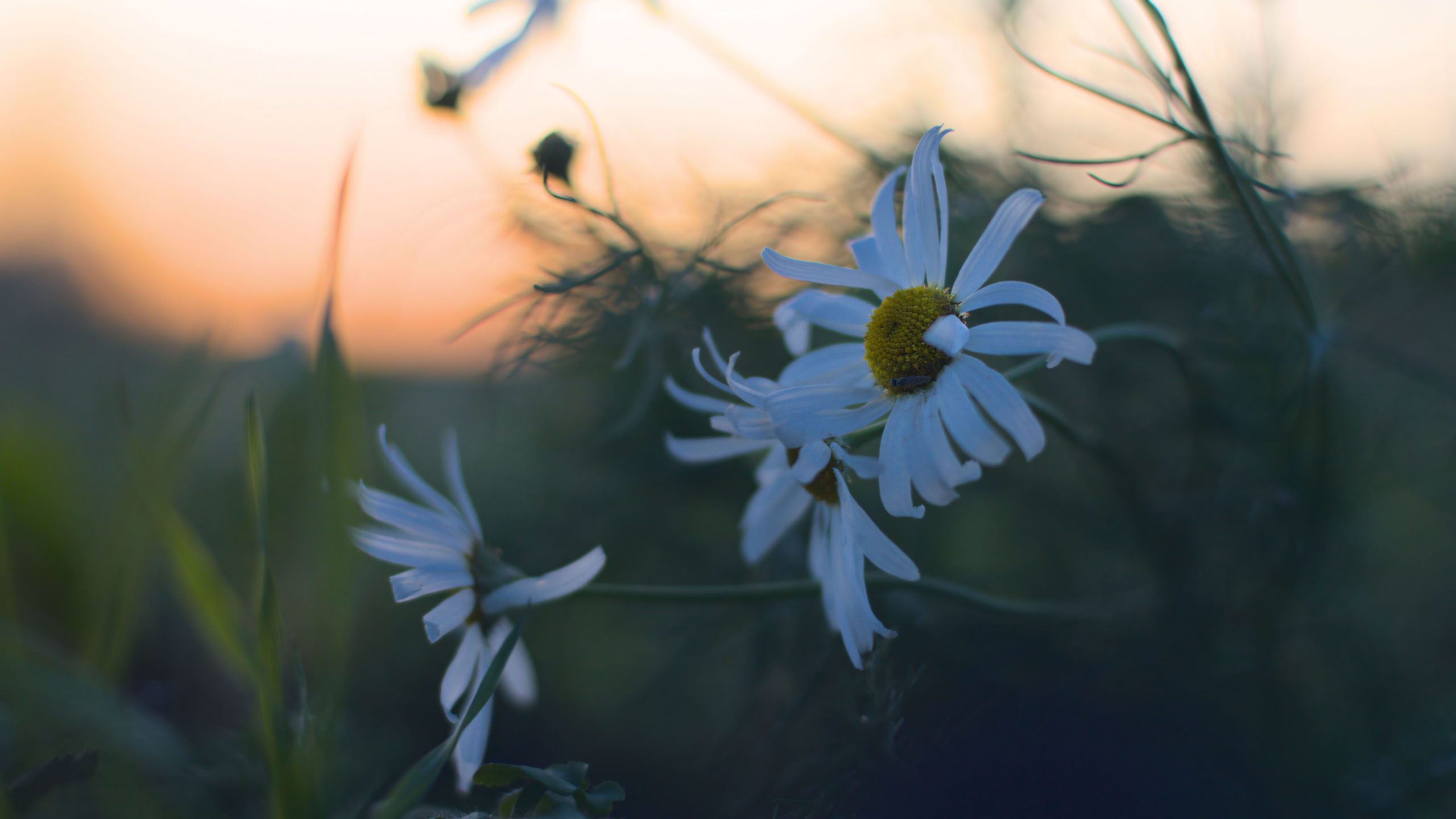wallpaper anh chill hoa buon 2560px 1440px 2k 14