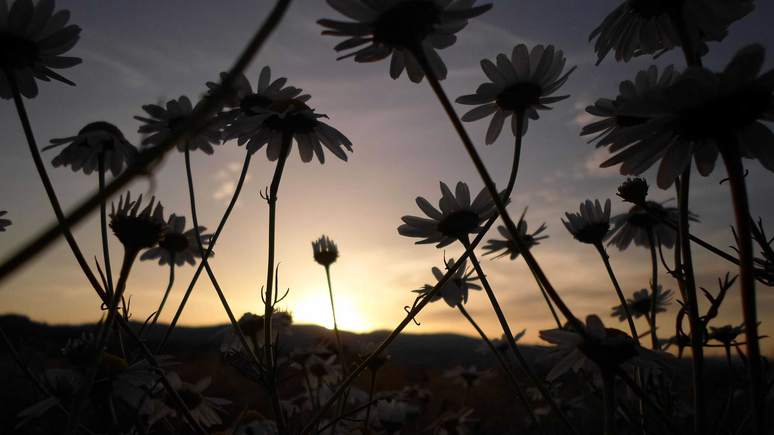 wallpaper anh chill hoa buon 2560px 1440px 2k 13