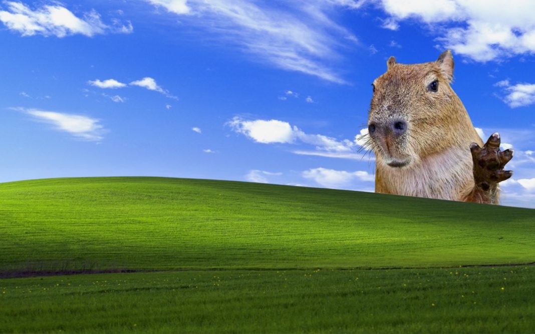 Hình nền Capybara vô tri