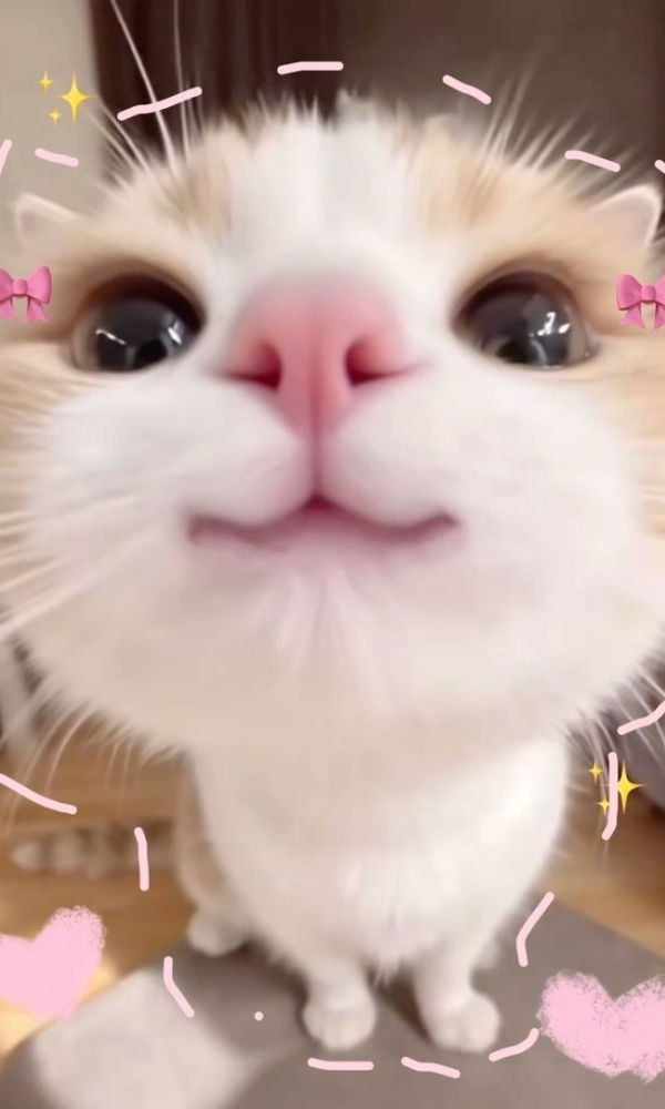 Bé mèo cye vô tri - Ảnh nền điện thoại trendy